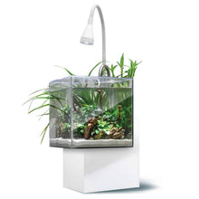 Charger l'image dans la galerie, Aquarium équipé Fluval Kühl pour l’aménagement miniature et aquaponie, 8 L (2,1 gal US), blanc