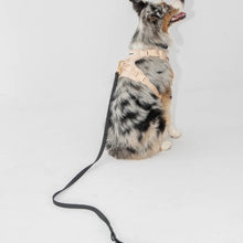 Charger l'image dans la galerie, Dexypaws Laisse imperméable pour chien, Noir 5 pieds