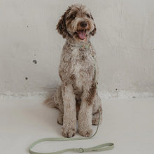 Charger l'image dans la galerie, Dexypaws Laisse imperméable pour chien, Vert sauge 5 pieds