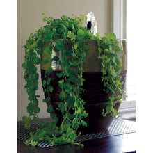 Charger l'image dans la galerie, Trousse de départ Laguna pour jardins d'eau en conteneur et en petits bassins