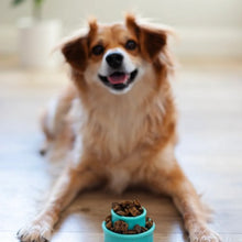 Charger l'image dans la galerie, Messy Mutts Jouet pour petit chien ''Totally Pooched, Puzzle'n Play'', Orange