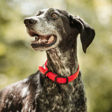 Charger l'image dans la galerie, Nuvuq Collier ajustable pour chien, Rouge tomate
