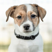 Charger l'image dans la galerie, Nuvuq Collier ajustable pour mini chien, Poivre noir