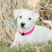 Charger l'image dans la galerie, Nuvuq Collier ajustable pour mini chien, Rose frambroise