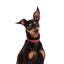 Charger l'image dans la galerie, Nuvuq Collier ajustable pour mini chien, Rouge tomate