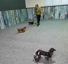 Charger l'image dans la galerie, Rendez-vous canins - Spécial St-Valentin