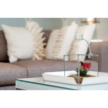 Charger l'image dans la galerie, Aquarium équipé Cubus Marina pour betta, 3,4 L (0,9 gal US) - Boutique Le Jardin Des Animaux -AquariumBoutique Le Jardin Des Animaux13485