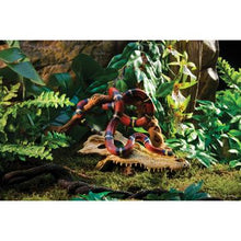 Charger l'image dans la galerie, Cachette Exo Terra en forme de crâne de crocodile - Boutique Le Jardin Des Animaux -DécorationBoutique Le Jardin Des AnimauxPT2856