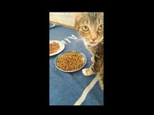 Charger et lire la vidéo dans la visionneuse de la Galerie, Choix Nature - Larves séchées