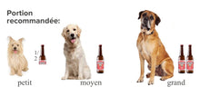 Charger l'image dans la galerie, La bière pour chiens Brouff, 250 ml. par bouteille - Boutique Le Jardin Des Animaux -Gâterie pour chienBoutique Le Jardin Des AnimauxBR001960