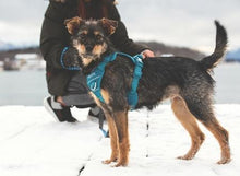 Charger l'image dans la galerie, RC Pet Harnais de contrôle Momentum Noir - Boutique Le Jardin Des Animaux -HarnaisBoutique Le Jardin Des Animaux30503001