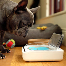 Charger l'image dans la galerie, SureFeed Bol Hermétique - Boutique Le Jardin Des Animaux -Boutique Le Jardin Des Animaux281-02028