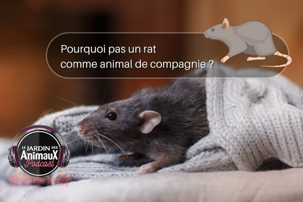 Le rat comme animal domestique