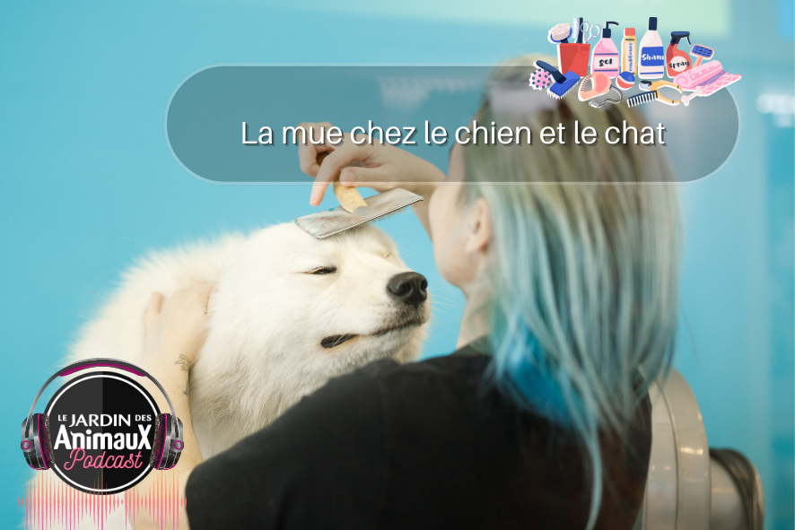 La mue chez le chien et le chat - 23 mars 2022