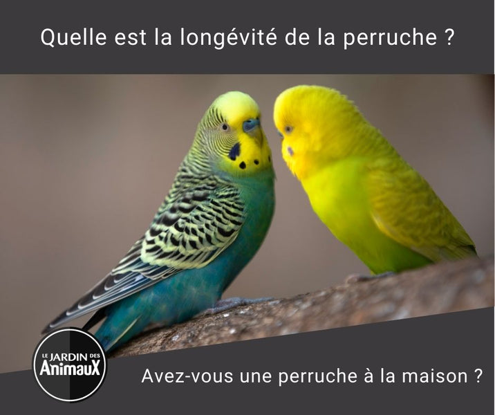 Quelle est la durée de vie moyenne d’une perruche ?