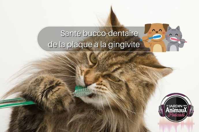 La santé bucco-dentaire chez le chien et le chat, de la plaque dentaire à la gingivite