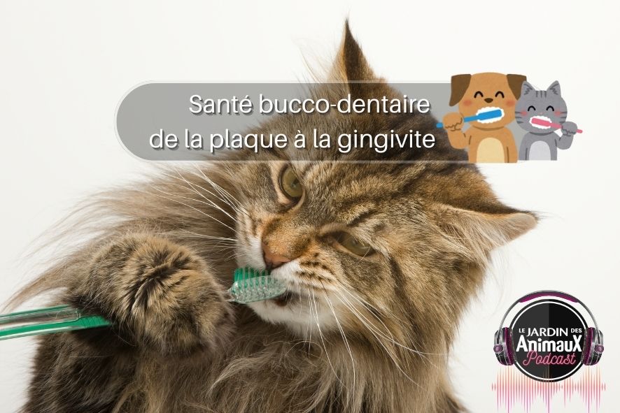 La santé bucco-dentaire chez le chien et le chat, de la plaque dentaire à la gingivite