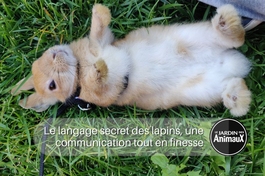 Comprendre le langage secret des lapins