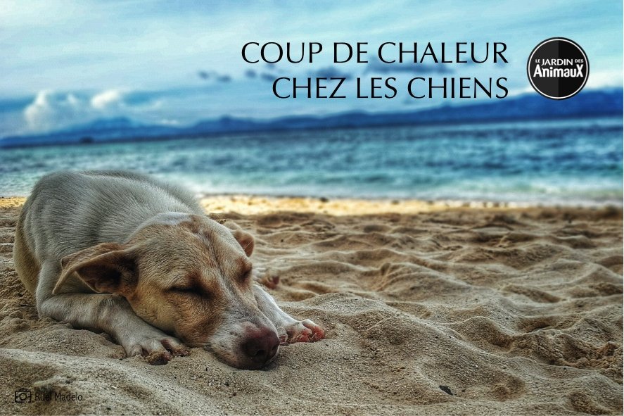 complications du coup de chaleur chez le chien