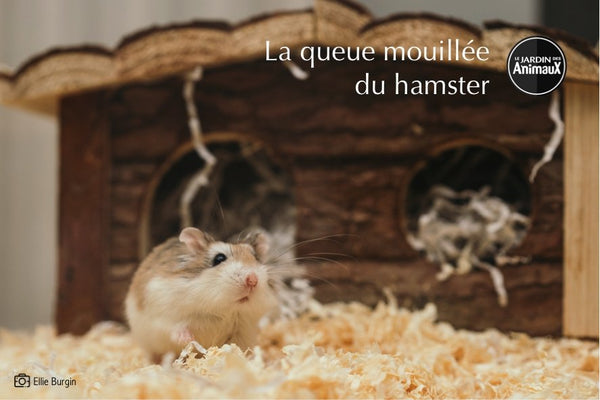 <div align="left">Les hamsters et la diarrhée,<br> attention cela pourrait être dangereux</div> | Boutique Le Jardin Des Animaux