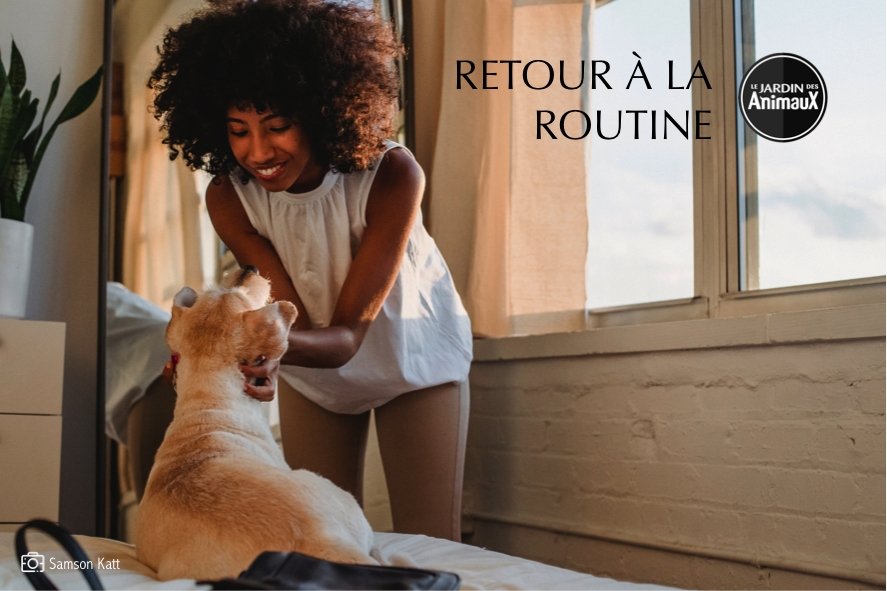 anxiété-de-séparation-chien-retour-à-la-routine