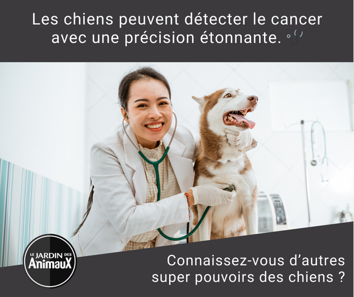 Les chiens peuvent détecter le cancer avec une précision étonnante.