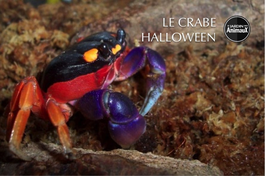 Le crabe halloween