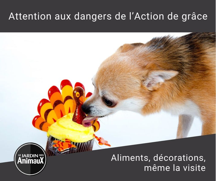 Aliments dangereux pour vos chiens et vos chats lors de l'Action de grâce