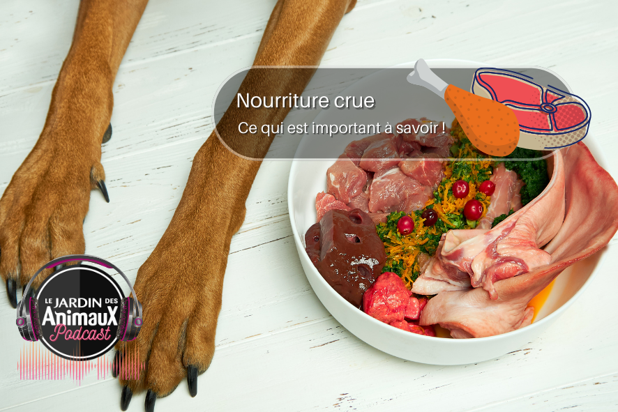 Nourrir son chien avec de la nourriture crue, bonne ou mauvaise idée ?