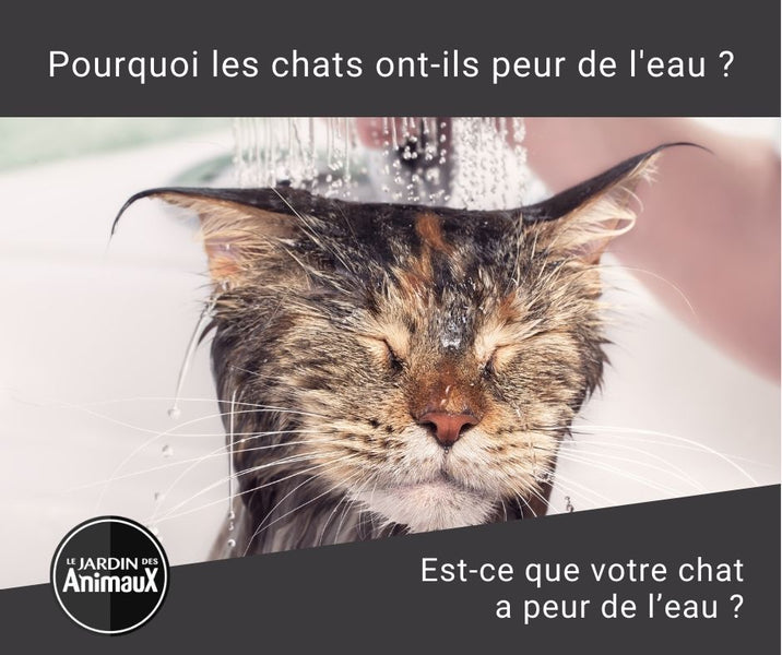 Pourquoi les chats ont-ils peur de l'eau ?