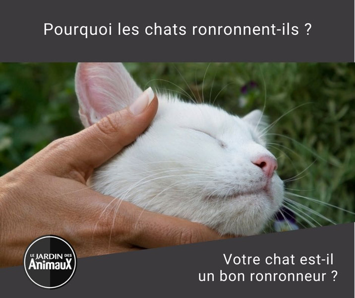 Pourquoi les chats ronronnent-ils ?