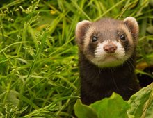 Charger l&#39;image dans la galerie, Calendrier 2025 - Le Jardin Des Animaux
