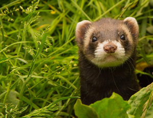 Calendrier 2025 - Le Jardin Des Animaux