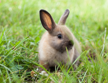 Charger l&#39;image dans la galerie, Calendrier 2025 - Le Jardin Des Animaux
