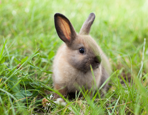 Calendrier 2025 - Le Jardin Des Animaux