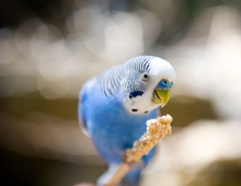 Charger l&#39;image dans la galerie, Calendrier 2025 - Le Jardin Des Animaux
