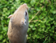 Charger l&#39;image dans la galerie, Calendrier 2025 - Le Jardin Des Animaux
