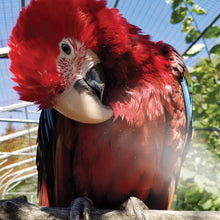 Charger l&#39;image dans la galerie, Brumisateur HARI de plumes - Contenance de 500 ml - Turquoise
