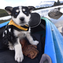 Charger l&#39;image dans la galerie, Ezydog Veste de flottaison DFD Micro pour petit chien, Jaune
