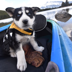 Ezydog Veste de flottaison DFD Micro pour petit chien, Jaune