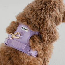 Charger l&#39;image dans la galerie, Dexypaws Harnais sans traction pour chien - Lilas
