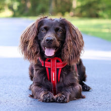 Charger l&#39;image dans la galerie, Ezydog Harnais &quot;Chest Plate&quot;, Camouflage rose
