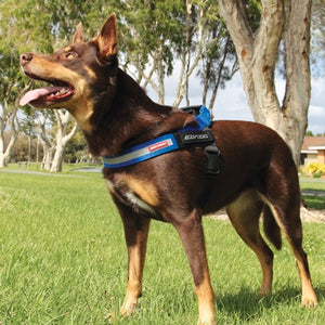 Ezydog Harnais "Express", Bleu