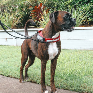 Ezydog Harnais "Express", Bleu