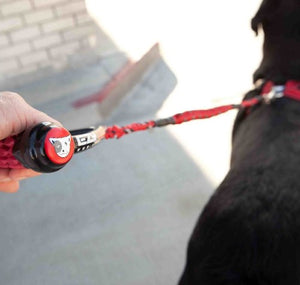 Ezydog Laisse Cujo, Noire