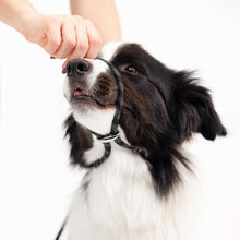 Charger l&#39;image dans la galerie, Ezydog Laisse Luca, Rouge
