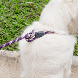Ezydog Laisse Luca, Rouge