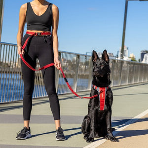 Ezydog Laisse de coureur, Orange