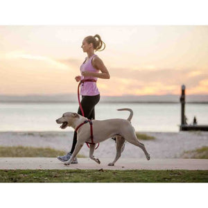 Ezydog Laisse de coureur, Orange