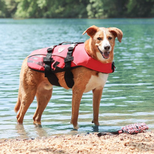 Ezydog vest shop